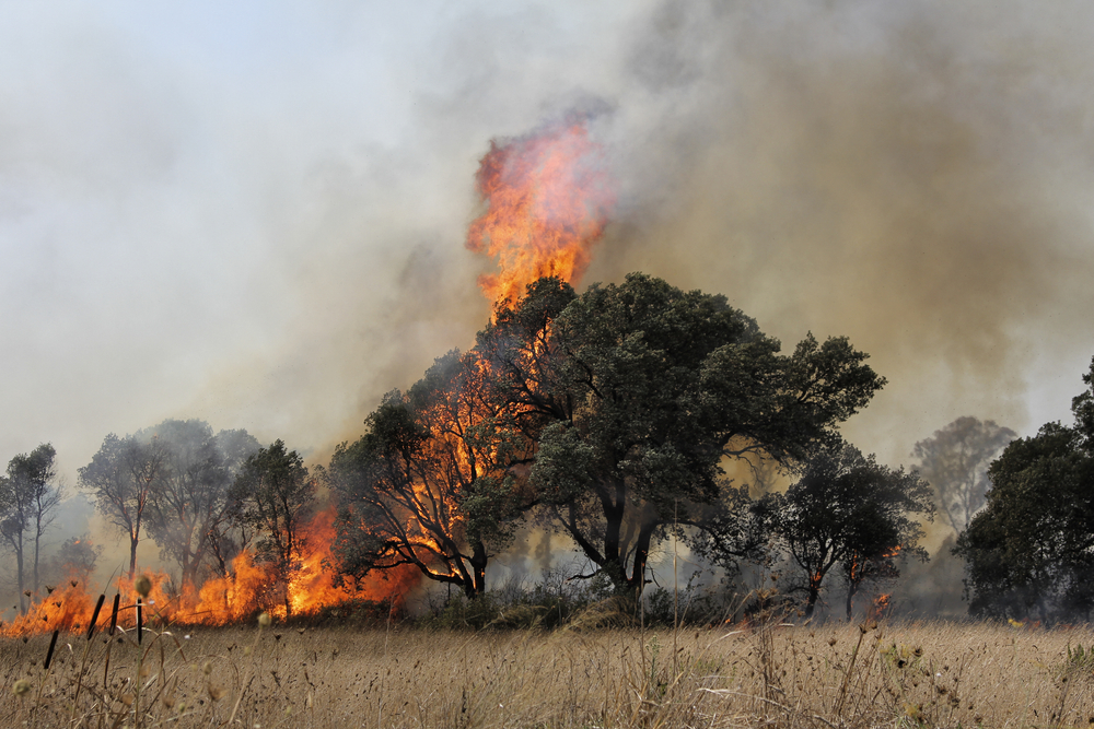 Hollywood stars open up their hearts for forest-fire struck Maui